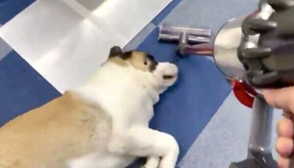 掃除機をかけても動じないドーンちゃん