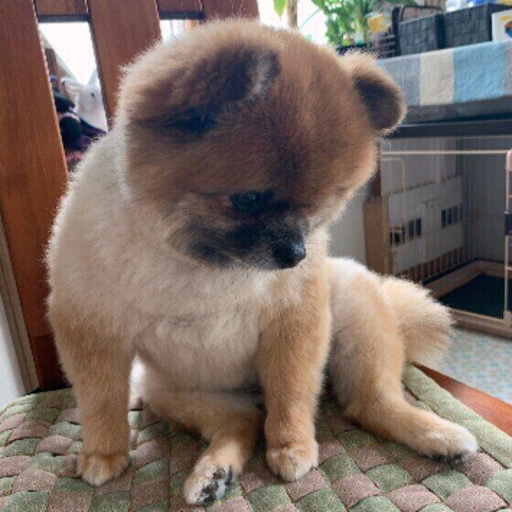 犬がしょんぼりする理由 元気がないときのngな対応は いぬのきもちweb Magazine