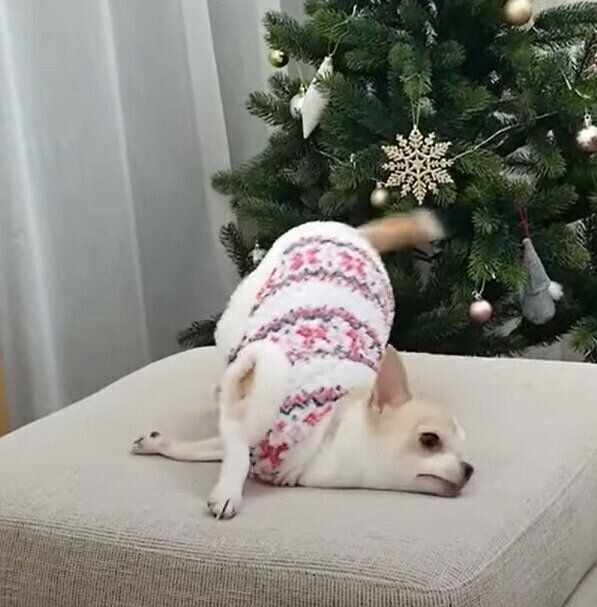 ソファに体をこすりつけるチワワのムギちゃん