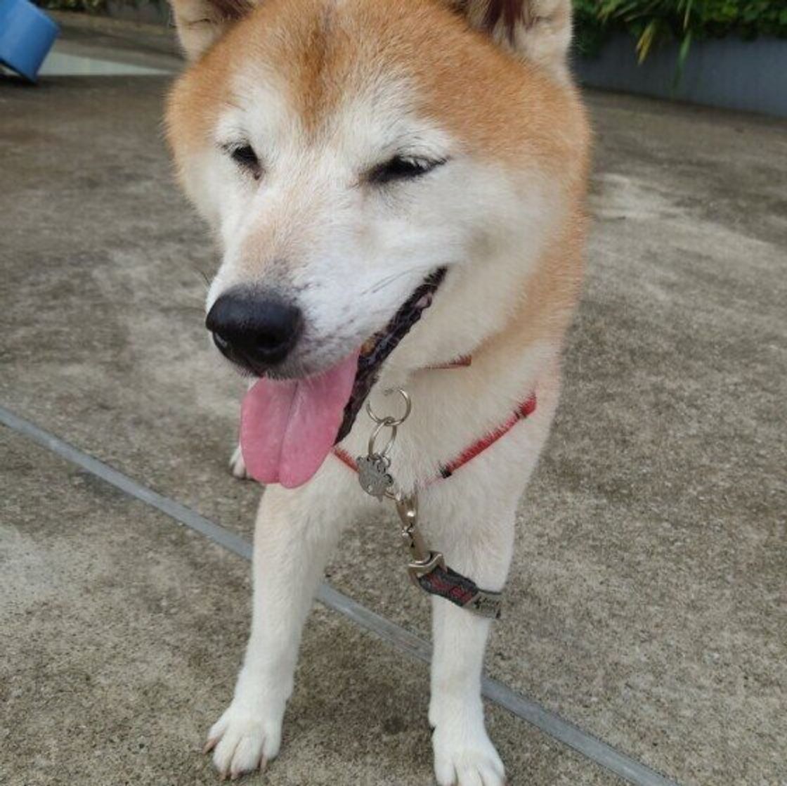 犬のしゃっくりの原因は 出にくくする 早く止める方法とは いぬのきもちweb Magazine 犬のしゃっくりの原因は 出にくくする 早く止める方法とは いぬのきもちweb Magazine