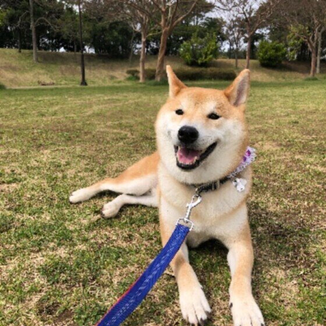 柴犬は怒りっぽいってホント 柴犬が怒る理由や接し方を解説 いぬのきもちweb Magazine 柴犬は怒りっぽいってホント 柴犬が怒る理由や接し方を解説 いぬのきもちweb Magazine