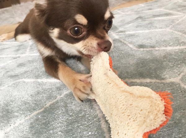 歯磨きをする犬