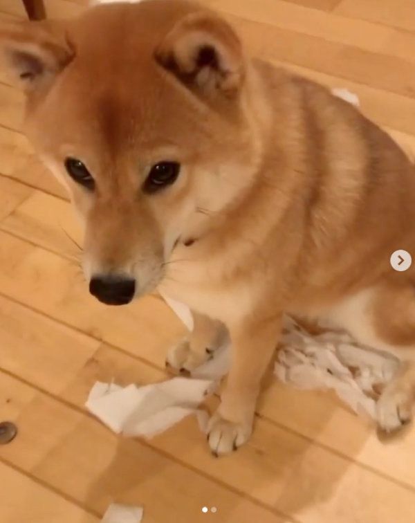 イタズラをする柴犬