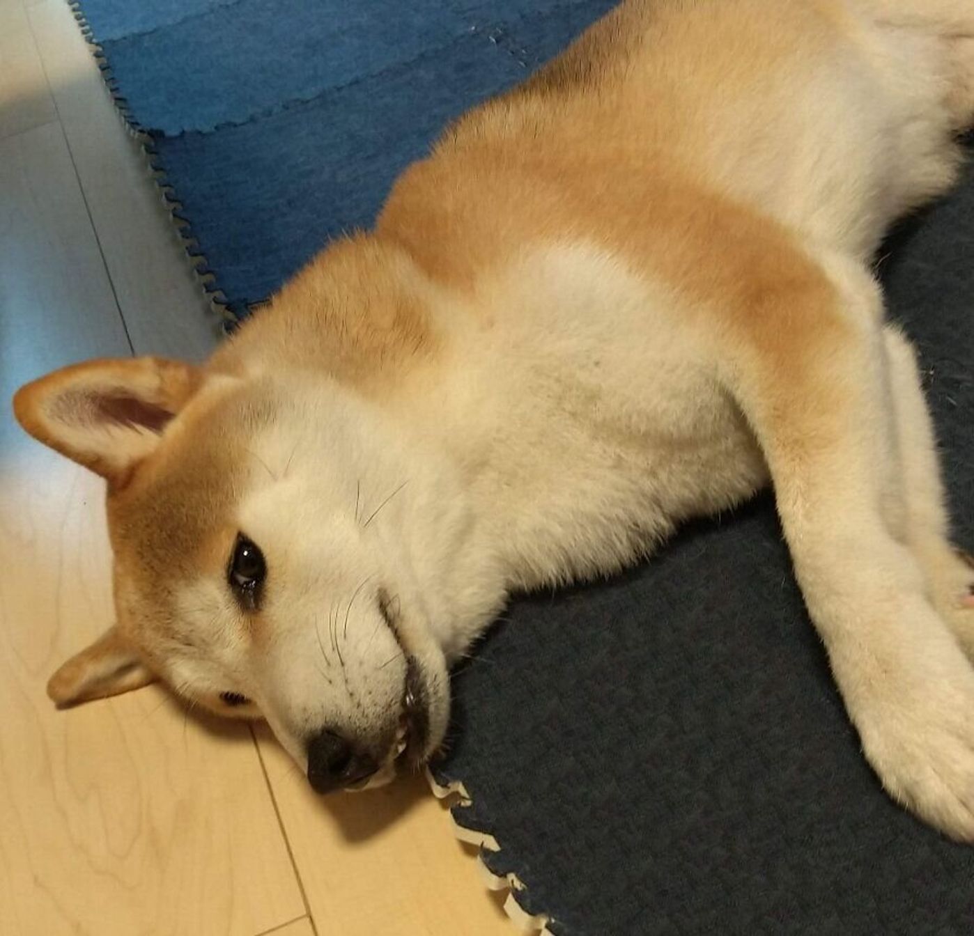 空気のように存在を消す 母と娘の言い合いに巻き込まれたくない柴犬タロさん 連載 モフモフ柴とプニプニ娘 第136話 いぬのきもちweb Magazine 空気のように存在を消す 母と娘の言い合いに巻き込まれたくない柴犬タロさん 連載 モフモフ柴とプニプニ娘 第136話 いぬのきもちweb Magazine