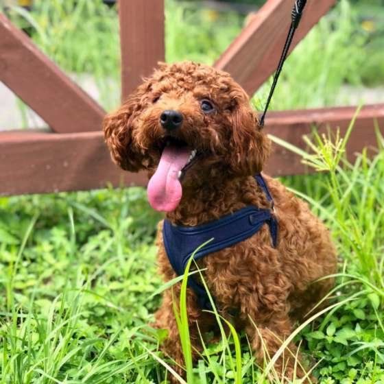 トイ・プードル・つくねくん・お散歩