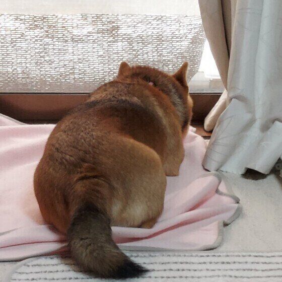 柴のきなこちゃん