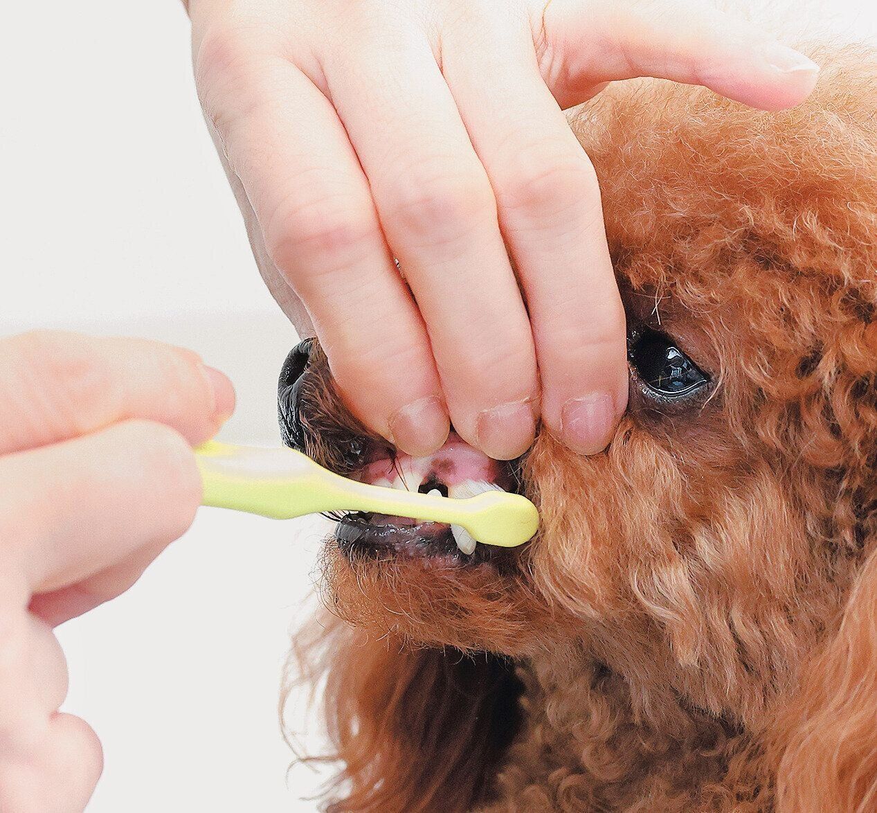 上の犬歯のみがき方