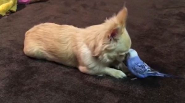 チワワとインコ
