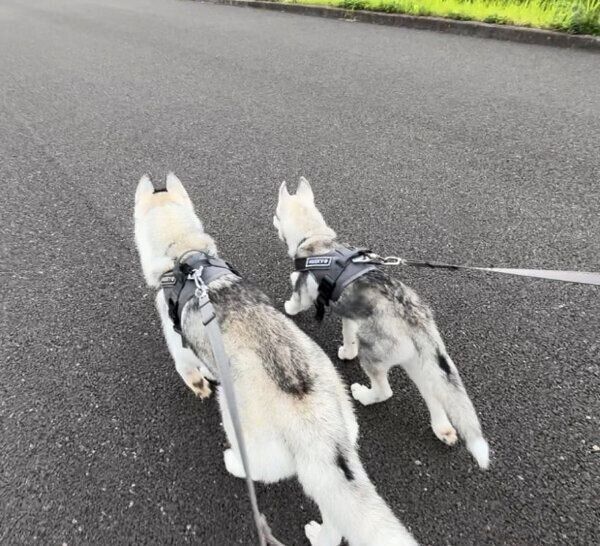 散歩をするレイくん、リクくん