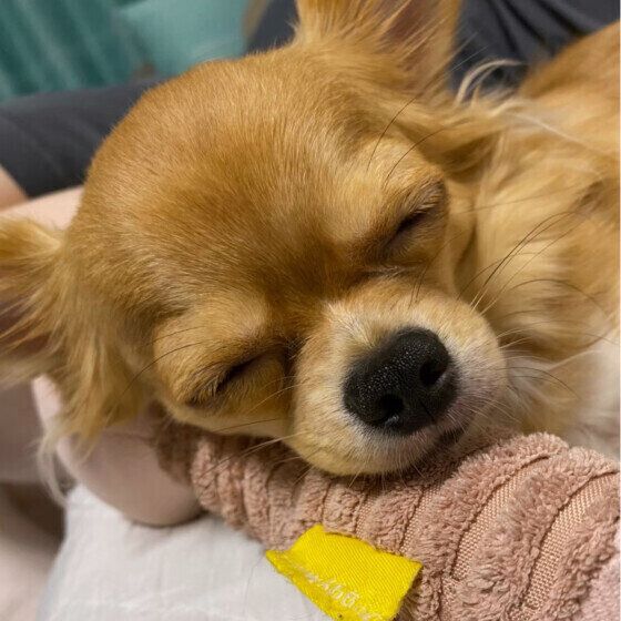 チワワのチオンちゃん