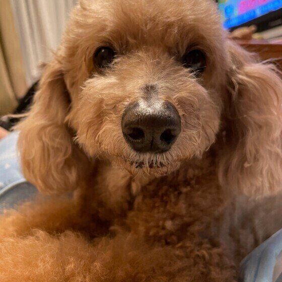 トイ・プードルのモコちゃん