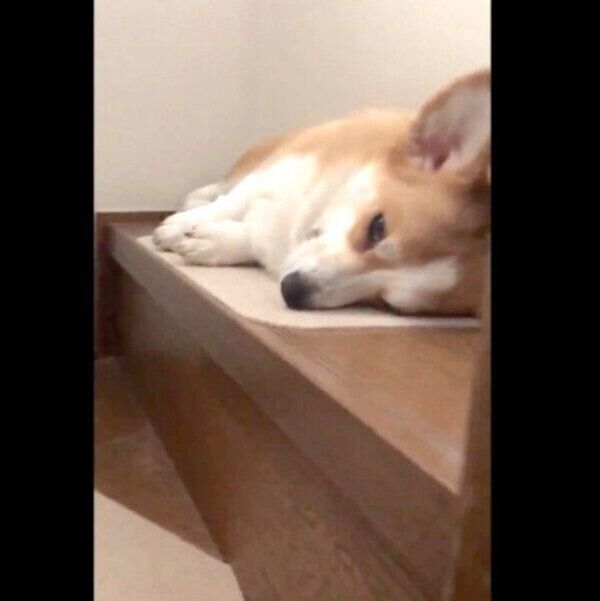階段でふて寝をするムギちゃん
