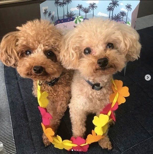 寄り添うトイ・プードル