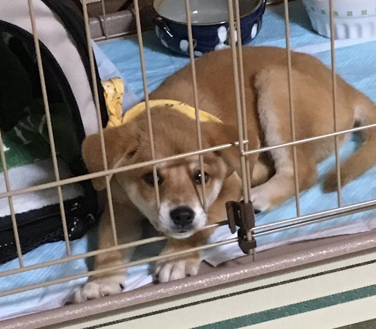 家族に迎えて数日後に撮影したルークくん