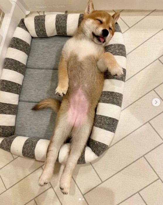 気持ちよさそうに眠るもみじちゃん