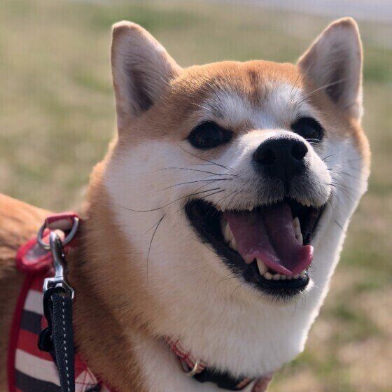 笑顔の柴