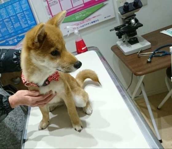 狂犬病予防注射に来ました。