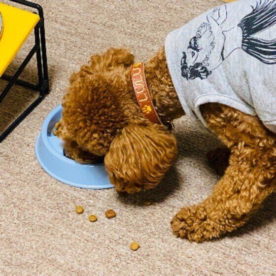 ごはんを食べるルルくん