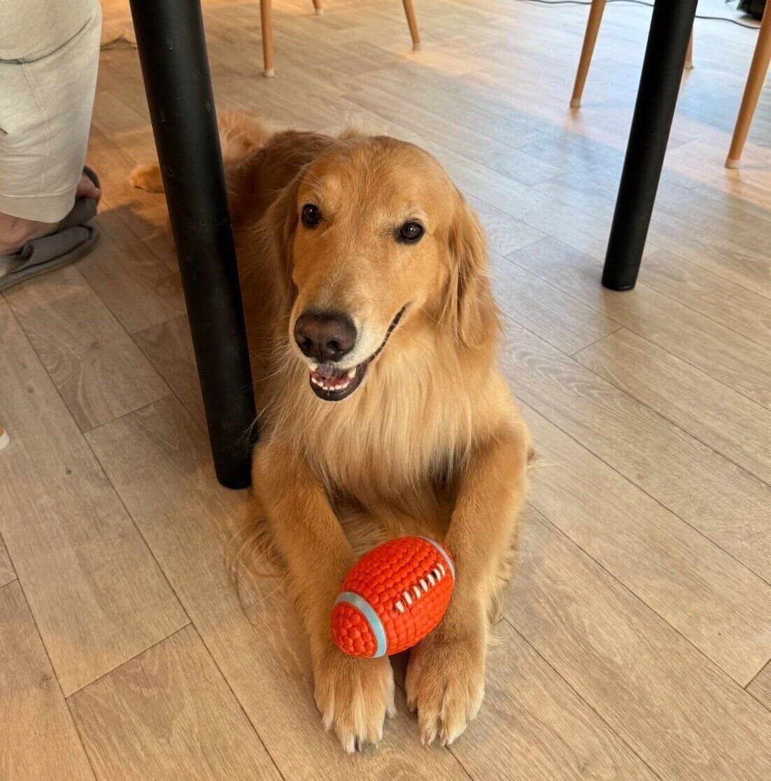 おりこうさんに待つゆずちゃん