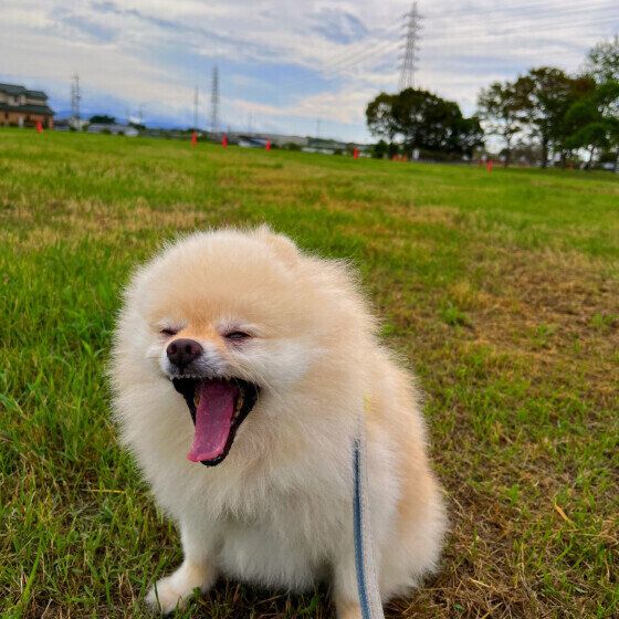 ポメラニアンのそうくん
