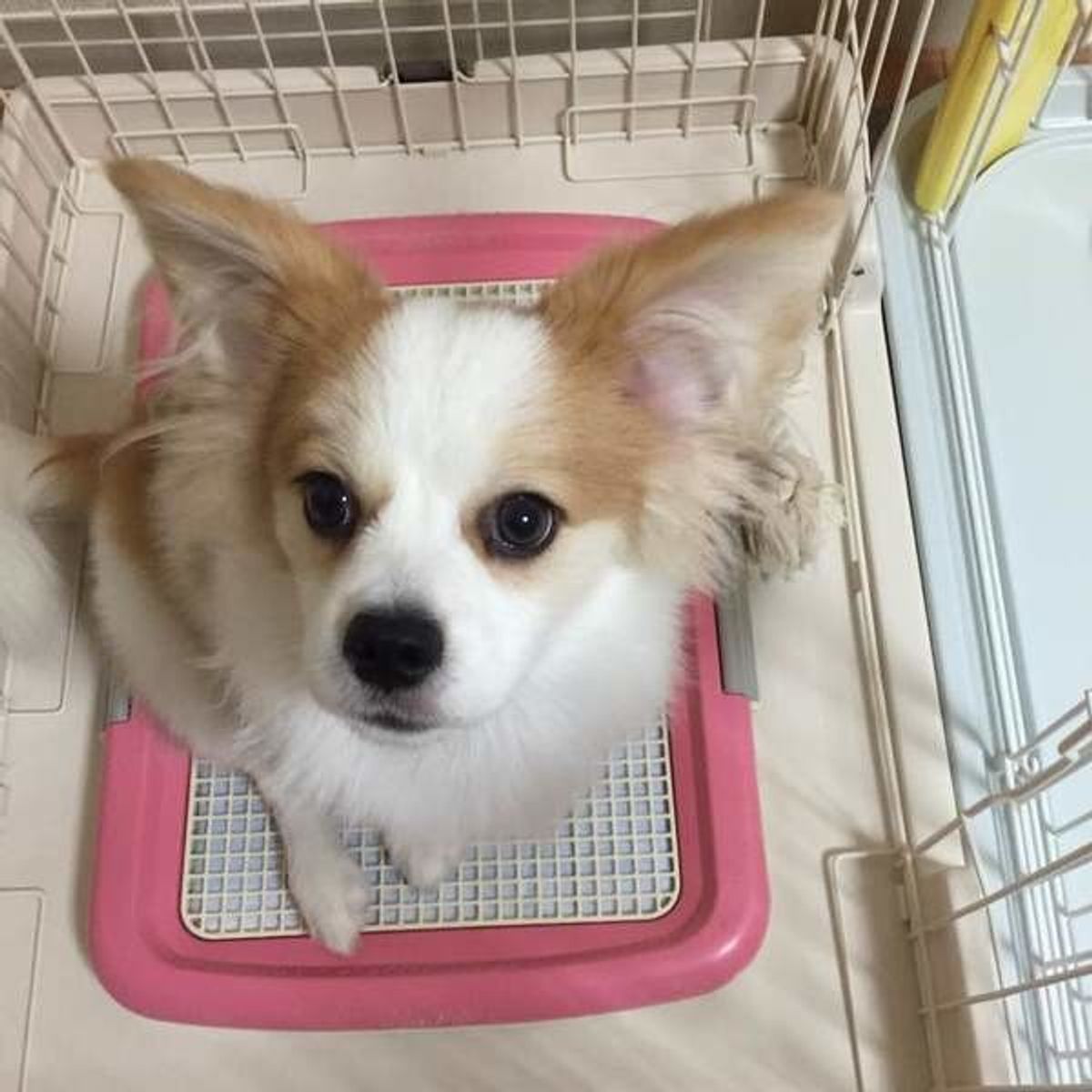 愛犬のおねしょ うれション トイレの困りごと4つ いぬのきもちweb Magazine 愛犬のおねしょ うれション トイレの困りごと4つ いぬのきもちweb Magazine