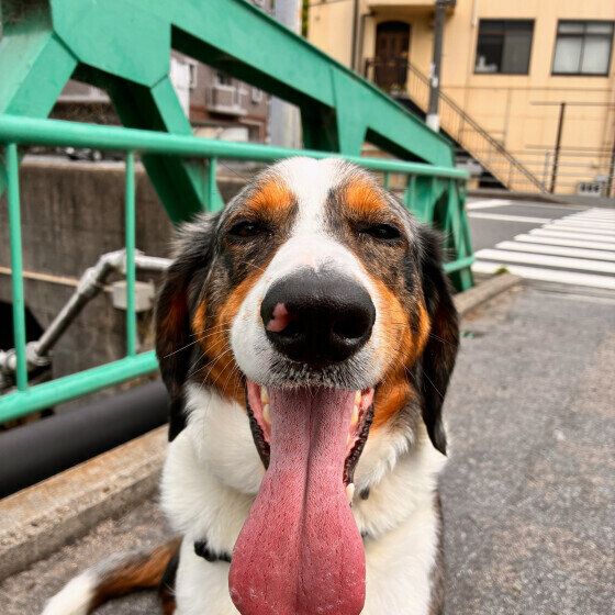 撫でてアピール中のワンちゃん