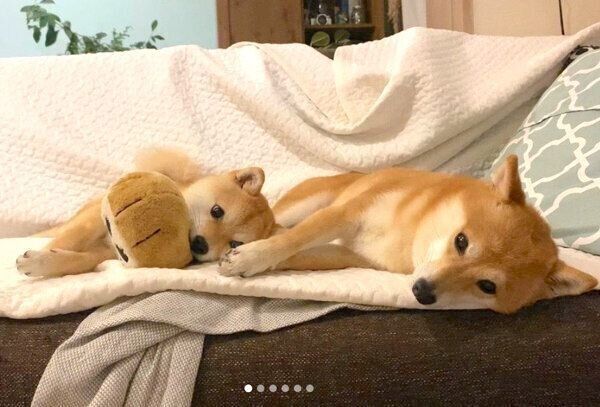 仲良くくつろぐにこちゃん・たまちゃん