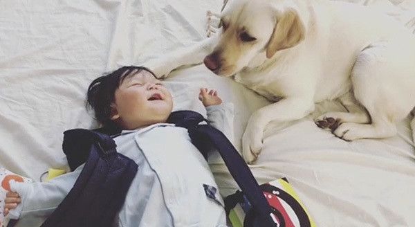 こんなお兄ちゃんがほしい 赤ちゃんを優しく見守るワンコに反響 ｪ いぬのきもちweb Magazine