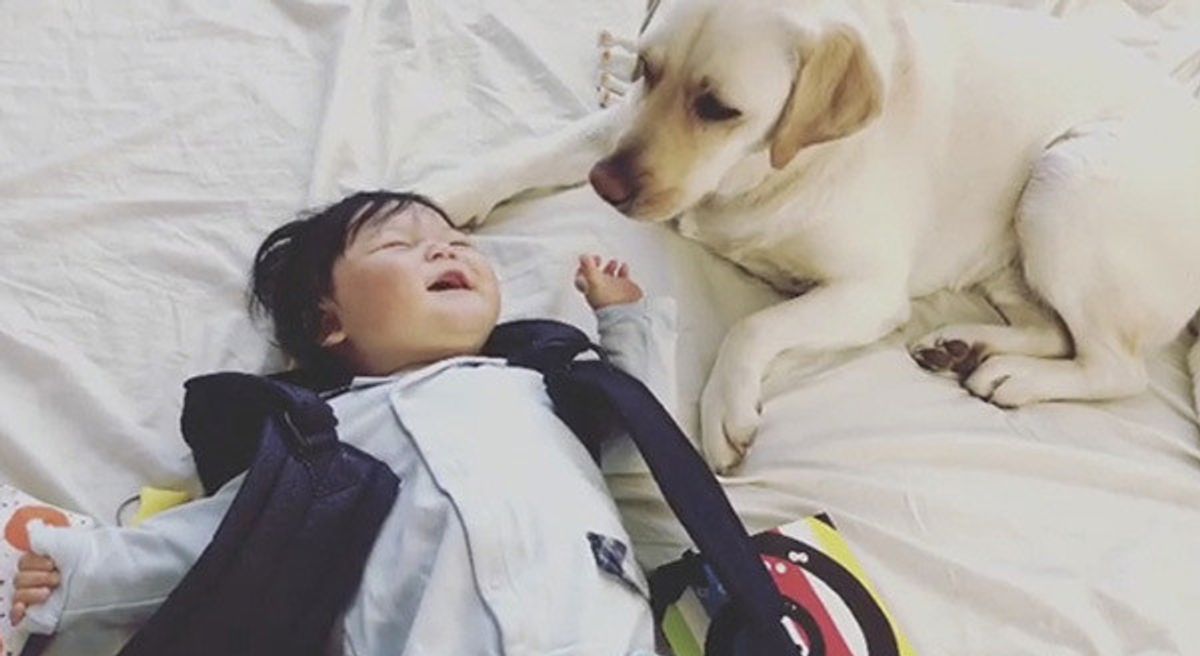 こんなお兄ちゃんがほしい 赤ちゃんを優しく見守るワンコに反響 ェ いぬのきもちweb Magazine こんなお兄ちゃんがほしい 赤ちゃんを優しく見守るワンコに反響 ェ いぬのきもちweb Magazine