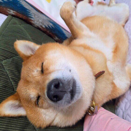 犬を疲れさせてしまう飼い主のNG行動と犬の『疲れたサイン』 いぬのきもち