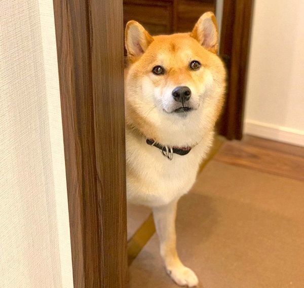 ひょっこり顔を出す柴犬