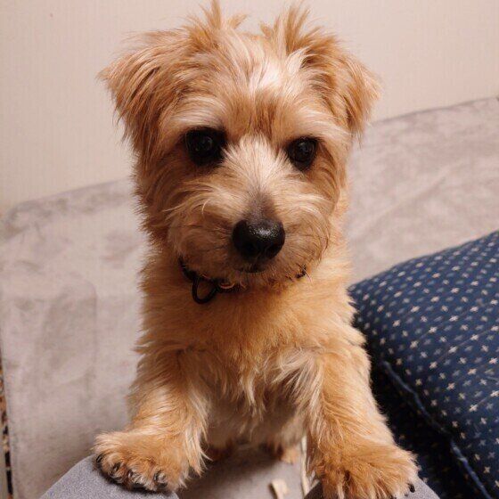 犬の粘液便とは？ 犬がゼリー状やネバネバしたうんちをする原因と注意点 いぬのきもち