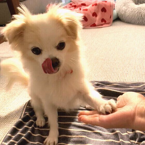 犬がご飯を食べないのにおやつを食べたがる？ 犬がご飯を食べない理由と対処法 いぬのきもち