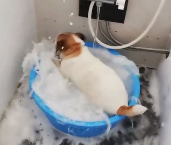 お風呂が大好きな犬