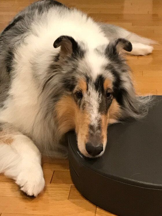 ラフ・コリーのchopinちゃん