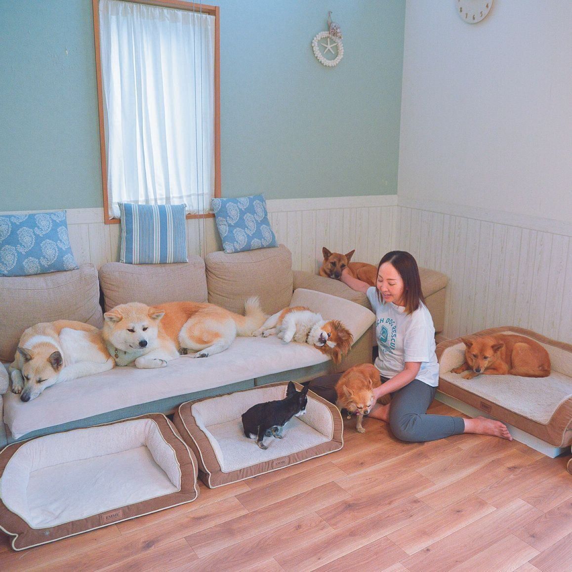 2012年の設立当初から「Pooch Dog Rescue」の代表を務める吉川 愛さん。2014年にはNPO法人を取得。現在は逗子市でペットホテルを営みながら保護犬の預かり、譲渡を手がけている