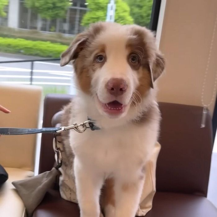 よく状況がつかめなかったガルちゃん
