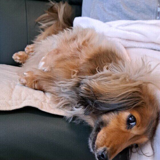 パパにくっつくカニーンヘン・ダックスフンド