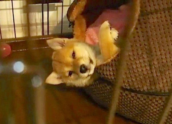 見えない敵と戦う柴犬