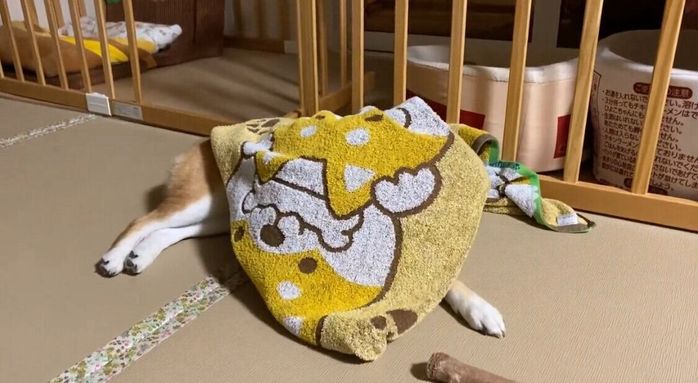 バスタオルで遊ぶゆきちゃん