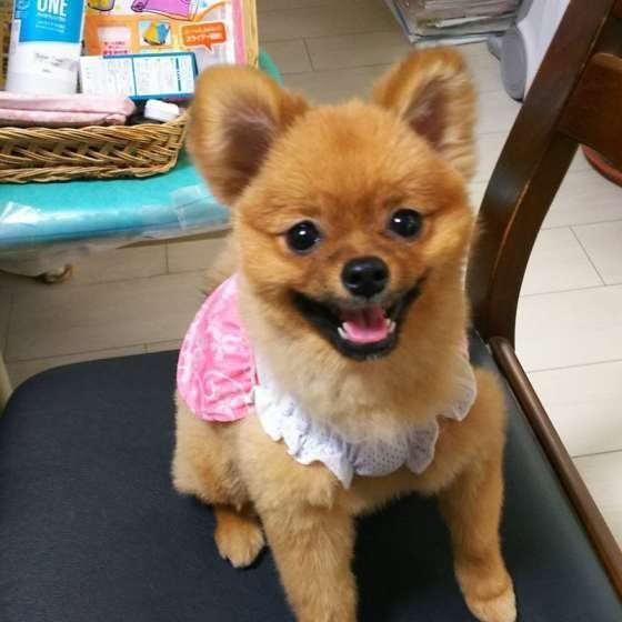 洋服を着るポメラニアン