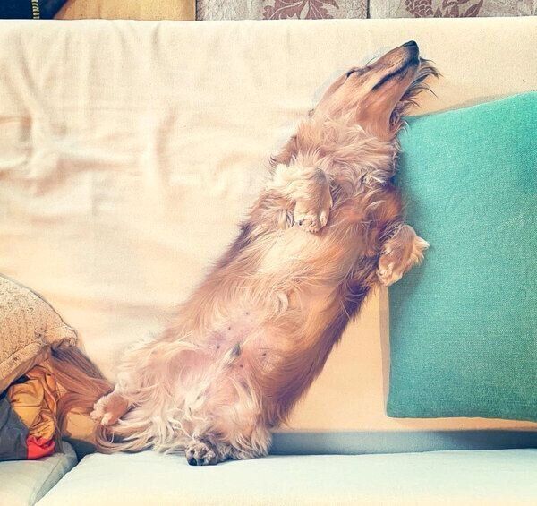 ソファで爆睡するハルくん