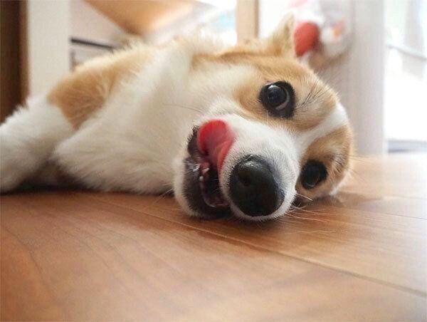 くつろぐいろはちゃん