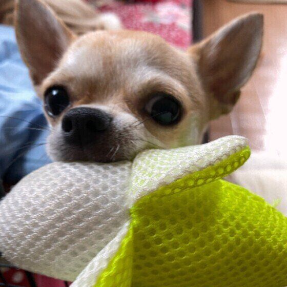 チワワのくうくん