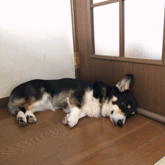 ドアを塞ぐウェルシュ・コーギー・ペンブローク