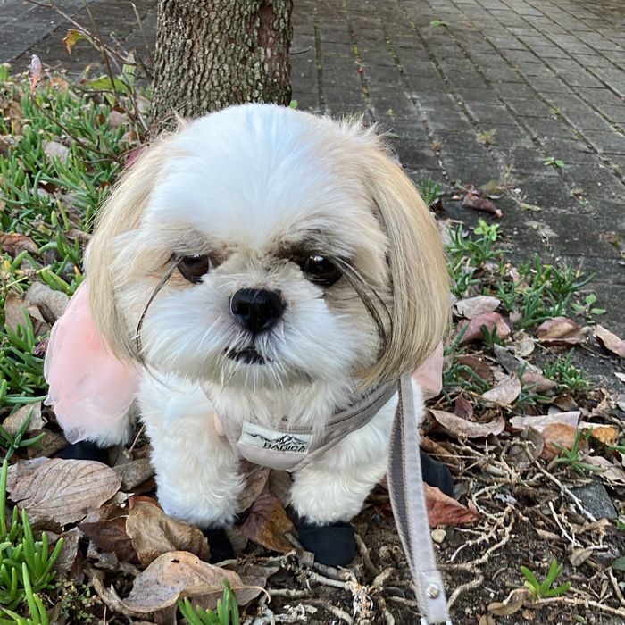 散歩中のしずくちゃん