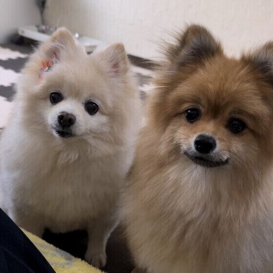 犬を多頭飼いするときの部屋作りのポイント 犬の寝床やトイレは共有？ 個別？ いぬのきもち