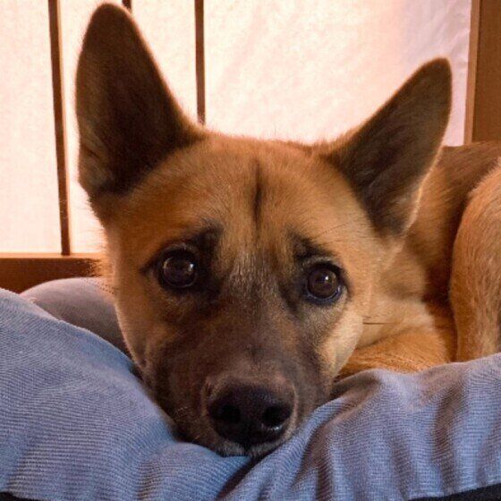 ジッと見つめてくる中型Mix犬