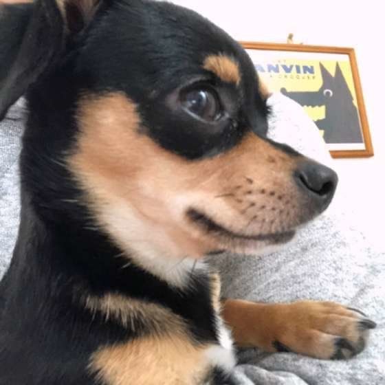 ぽこ  Ｍｉｘ（雑種）小型犬