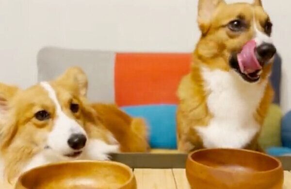 ごはんを食べ終えるちいくん